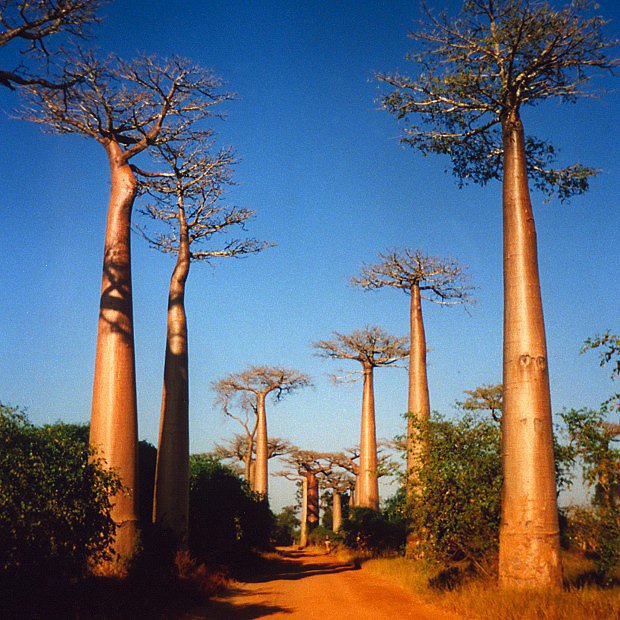 Majesttn baobaby