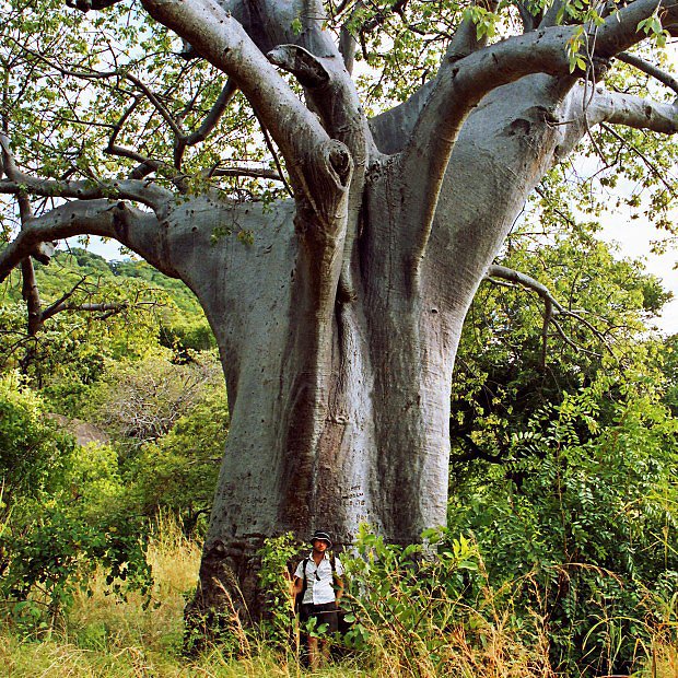Majesttn baobaby