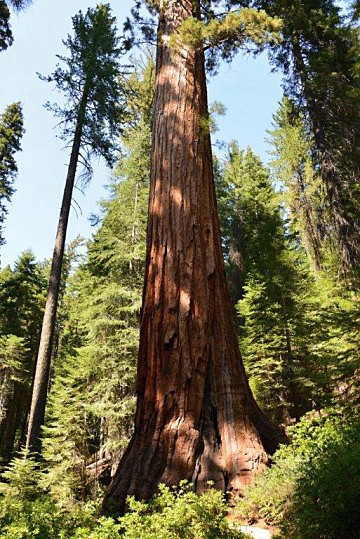 Sekvojovec obrovsk, Nrodn park Sequoia