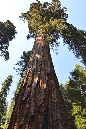 Sekvojovec obrovsk, Nrodn park Sequoia