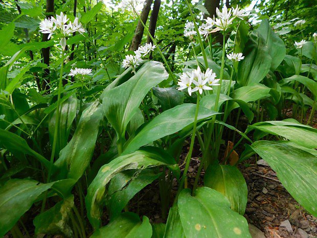 esnek medvd (Allium ursinum)
