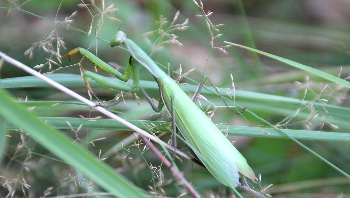 Kudlanka nbon (Mantis religiosa)