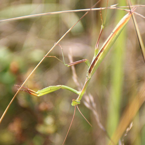Kudlanka nbon (Mantis religiosa)