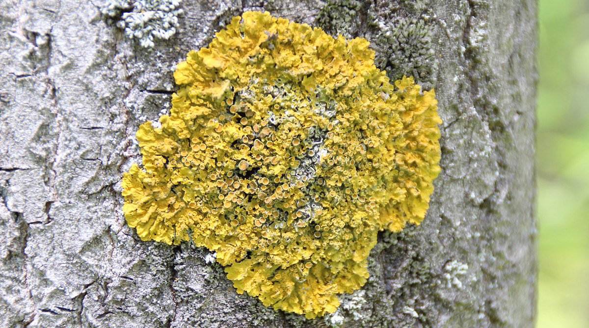 Liejnky (Lichenes)