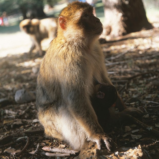 V turisticky navtvovanch lokalitch se makaci doaduj krmen