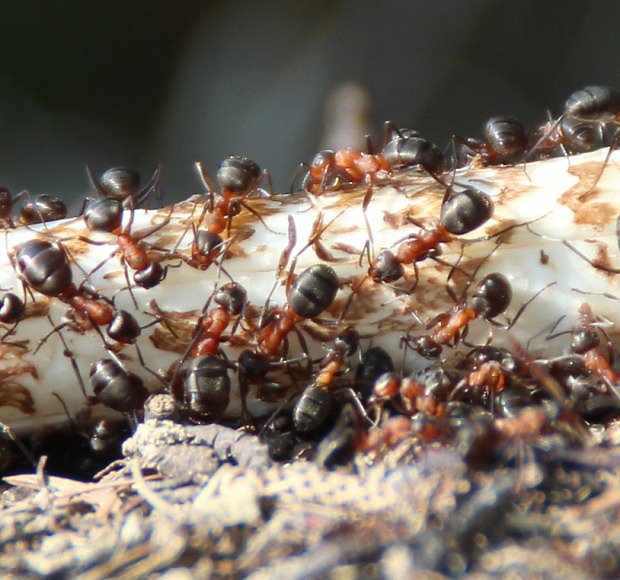 Mravenec podhorn
