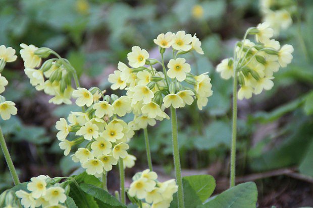 Prvosenka vy (Primula elatior)