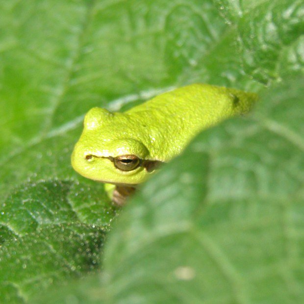 Rosnika zelen (Hyla arborea)