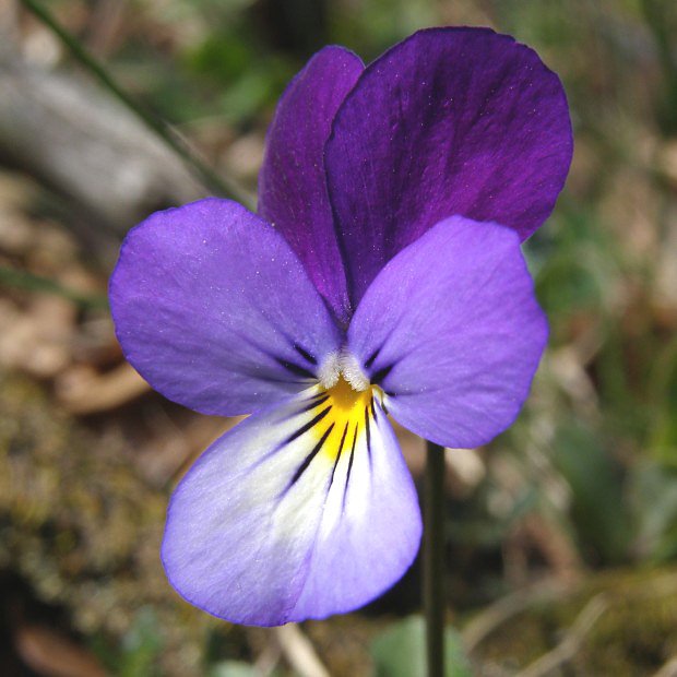 Violka trojbarevn (Viola tricolor)