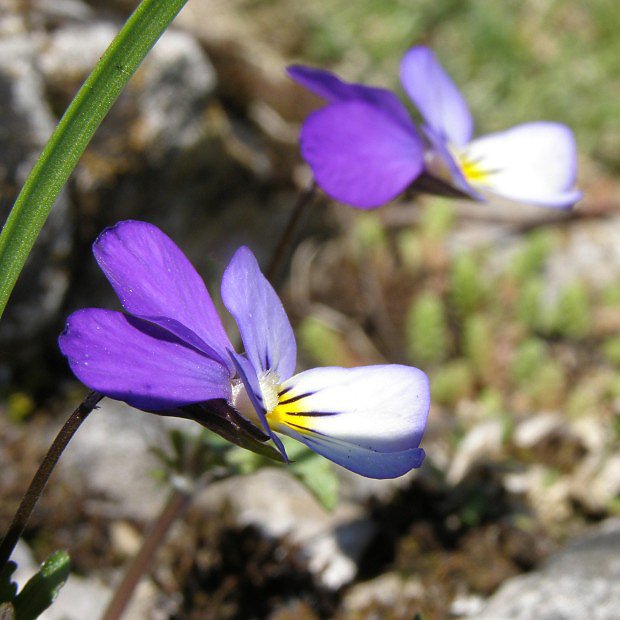 Violka trojbarevn (Viola tricolor)