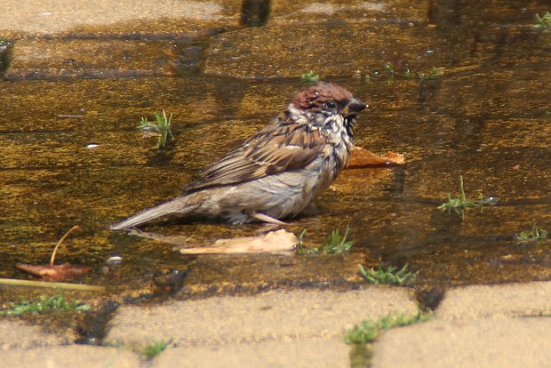 Vrabec poln (Passer montanus)