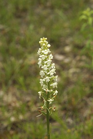 Ptiprstka eulnk hustokvt (bl varieta) - (Gymnadenia conopsea subsp. densiflora)