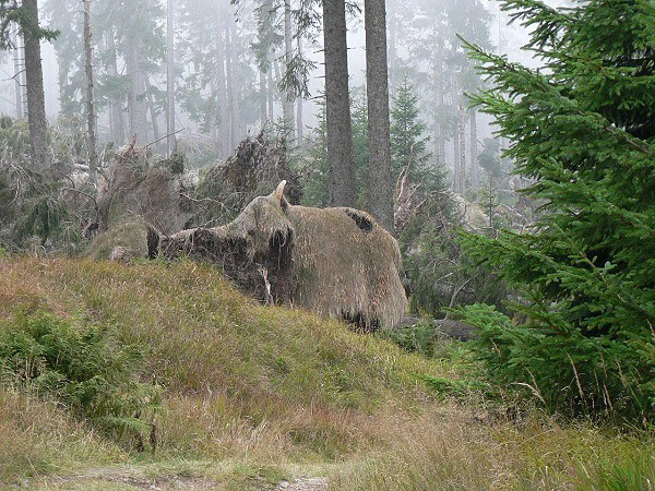Posledn umavsk mamut