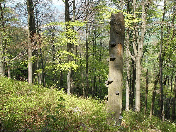 Povask Inovec je pokryt hustmi smenmi lesy