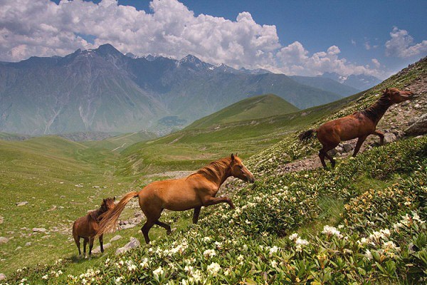 Divoc kon na divokm Kavkaze