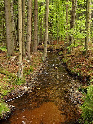 Potok ve Vydm lese
