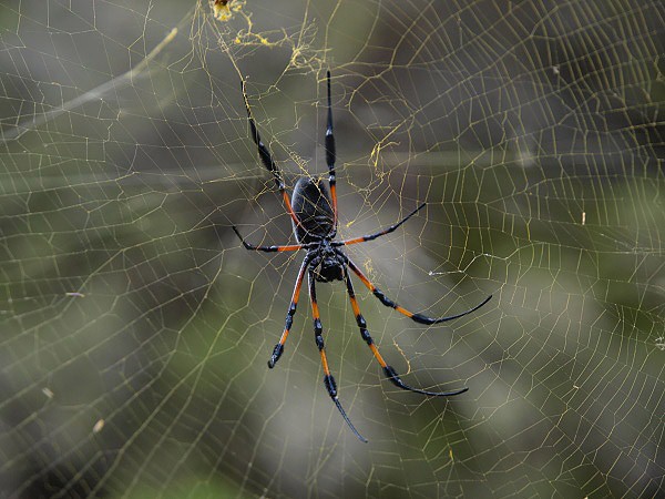 Obrovsk pavouk rodu Nephila