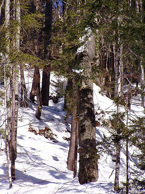Les v zvru rokliny Piecky