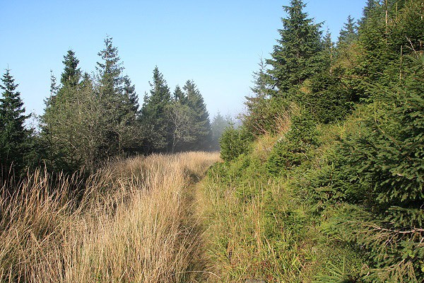 Lesn cesta od Hubertky