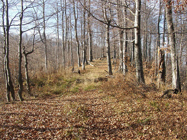 Heben, cesta miz v lese
