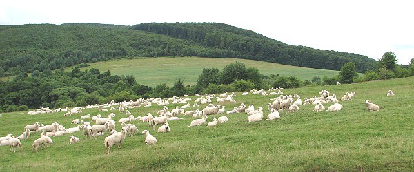 Ovce nad Porbkou
