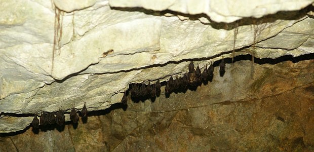 Netopi na stropu propasov jeskyn  Klenov