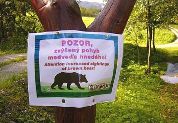 Pozor, medvěd!!!
