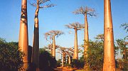 Majestátné baobaby