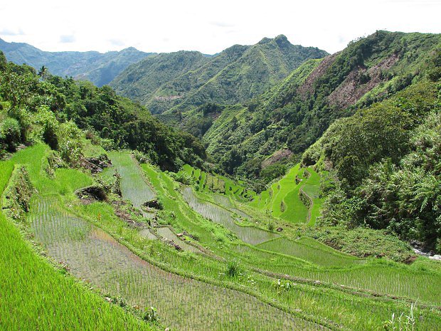 Rýžová pole u Batadu