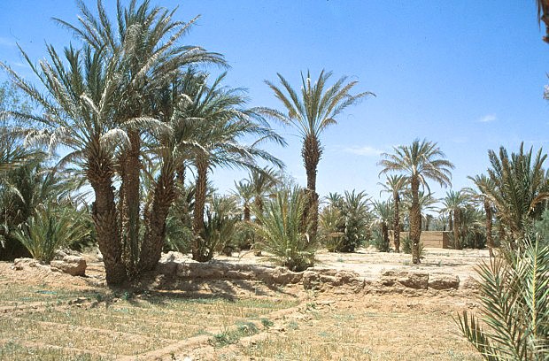 Palmárie
