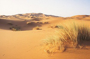 Ani Sahara není bez vegetace