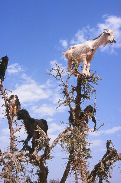 Kozy na arganovníku, oblast Antiatlasu