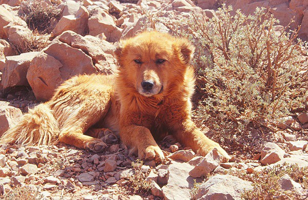 Toulavých psů je v Maroku mnoho