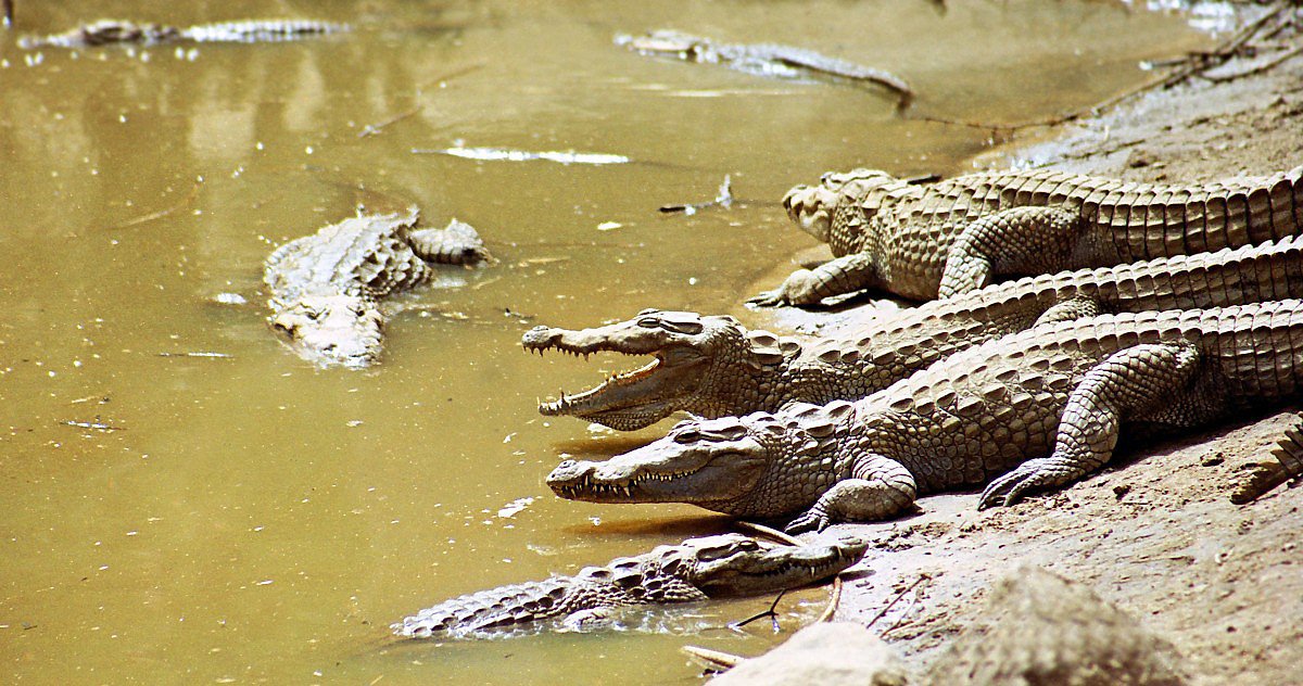Krokodýl hraje podél toku Nigeru významnou symbolickou úlohu