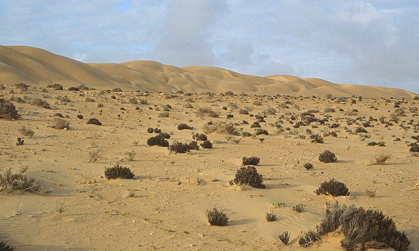 Travnatokřovinatá pošť zvaná reg a písečné duny, Západní Sahara