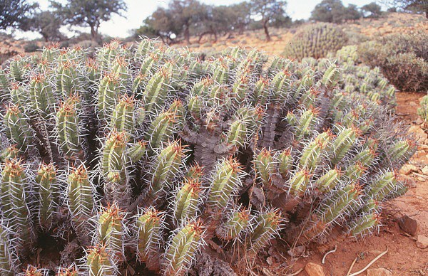 Sukulenty na okraji Sahary v pásmu pohoří Antiatlas