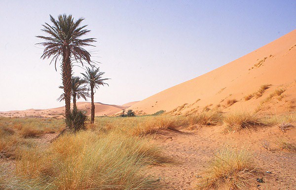 Oáza v poušti