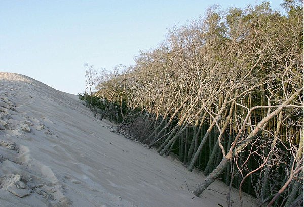 Borovicový les se postupně stává obětí postupujících dun