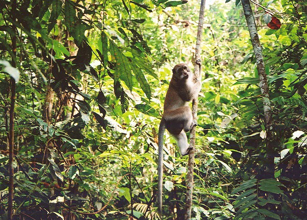 Nejběžnějším druhem opic je tady makak jávský