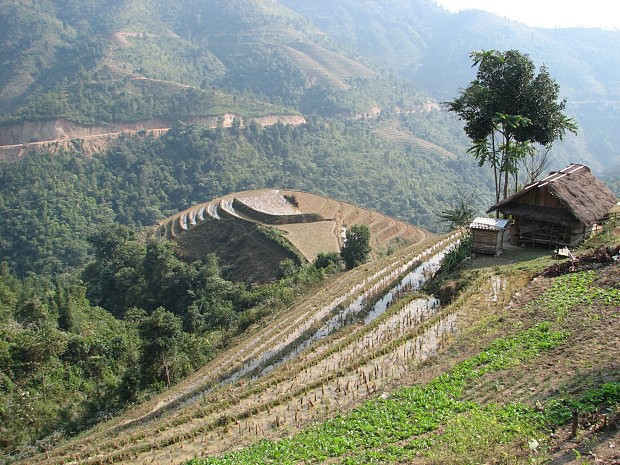 Rýžová políčka v horách Vietnamu