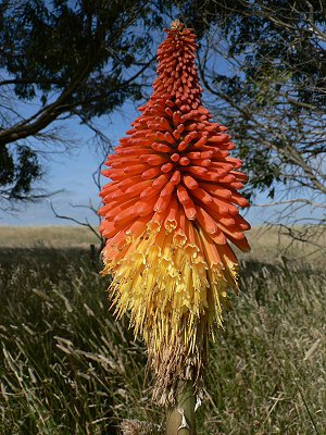 Australská květena