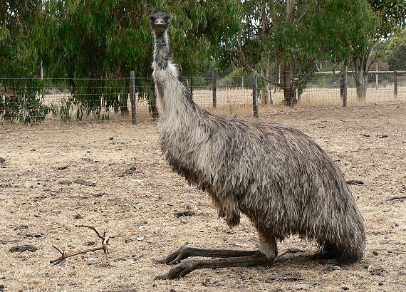 Australská fauna