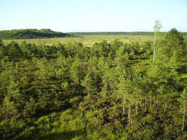 Přírodní rezervace Lindi, rašeliniště, bažiny