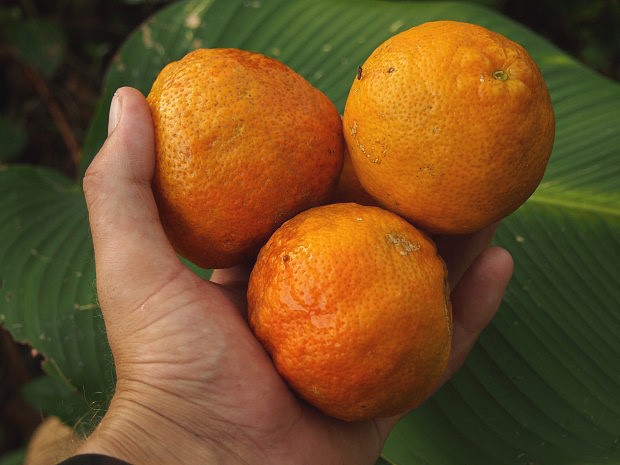 Divok mandarinky