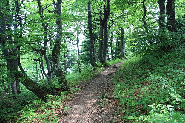 Lesní chodník pod vrcholem Kračkov (Minčol)