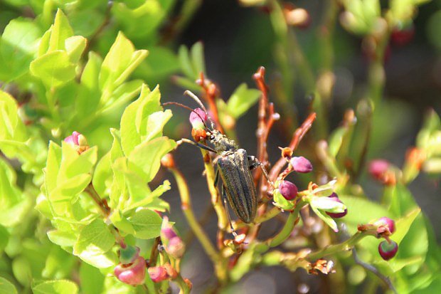 Brusnice borvka (Vaccinium myrtillus)
