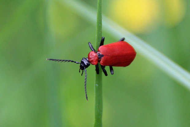 Červenáček ohnivý (Pyrochroa coccinea)