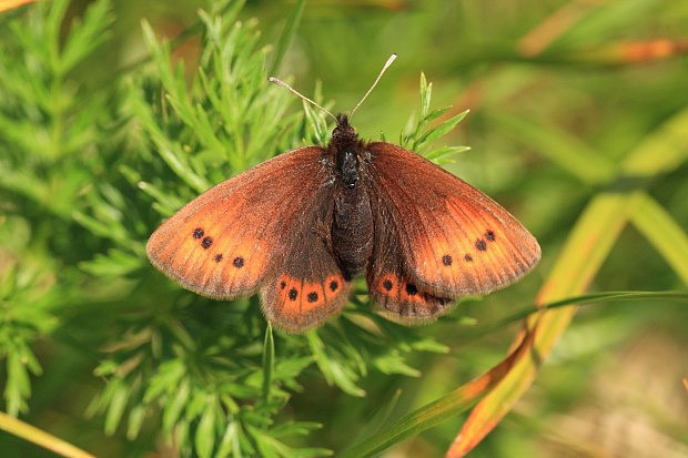 Okáč horský patří na některých lokalitách nad hranicí lesa k nejběžnějším denním motýlům