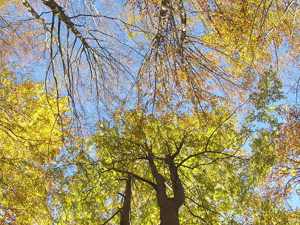 Podzimní barvy, O. Brandos