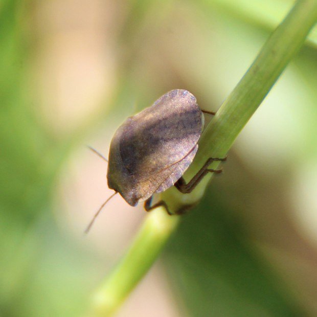 Knice obiln (Eurygaster maura)